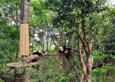 Camps de printemps en Chine